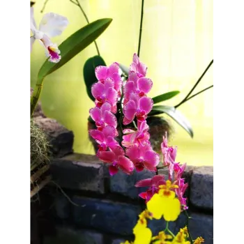 Natural Plumeria Plant